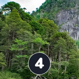 Política de Reforestación
