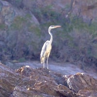 Caminatas Autoguiadas en San Esteban-La Canabina  thumbnail 4