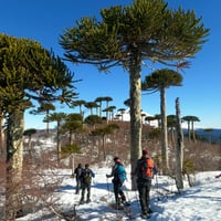Sierra Nevada - Parque nacional Conguillio thumbnail 4