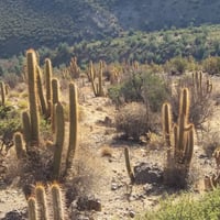 Caminatas Autoguiadas en San Esteban-La Canabina  thumbnail 7