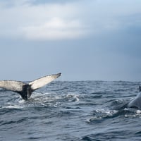 Avistamiento de Ballenas, Chiloé thumbnail 2
