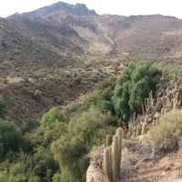 Trekking a un Bosque de Canelos en San Esteban thumbnail 2
