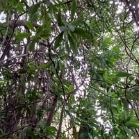 Trekking a un Bosque de Canelos en San Esteban thumbnail 10
