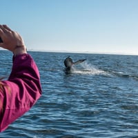 Avistamiento de Ballenas, Chiloé thumbnail 6