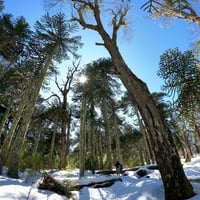 Sierra Nevada - Parque nacional Conguillio thumbnail 6