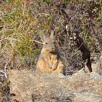 Caminatas Autoguiadas en San Esteban-La Canabina  thumbnail 10