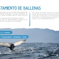Avistamiento de Ballenas, Chiloé thumbnail 4