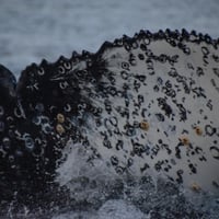 Avistamiento de Ballenas, Chiloé thumbnail 5