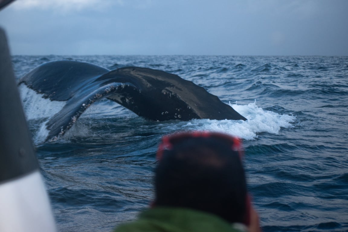 Avistamiento de Ballenas, Chiloé - Image 1