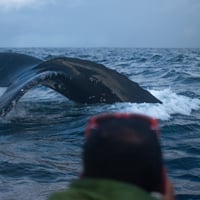 Avistamiento de Ballenas, Chiloé thumbnail 1