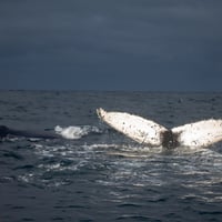 Avistamiento de Ballenas, Chiloé thumbnail 3