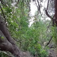 Trekking a un Bosque de Canelos en San Esteban thumbnail 8