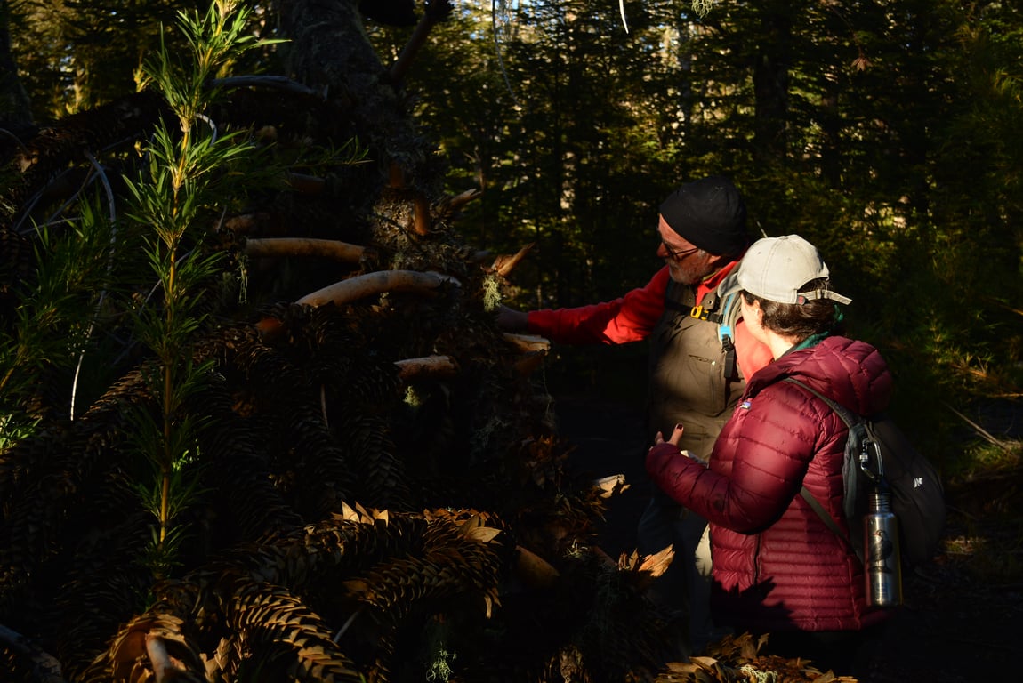 Trekking Lagunas Andinas & Bosque de Araucarias - Image 1