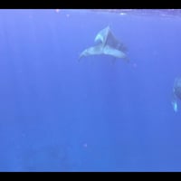 Costa de Hanga Roa – “Secretos de la Bahía Larga” thumbnail 6