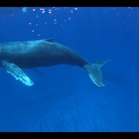 Costa de Hanga Roa – “Secretos de la Bahía Larga” thumbnail 7