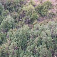 Trekking a un Bosque de Canelos en San Esteban thumbnail 4