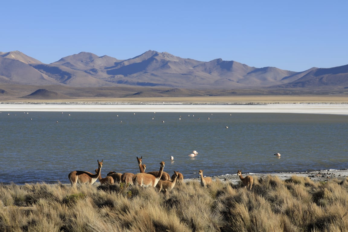 Excursión Salar de Surire - Image 1
