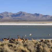 Excursión Salar de Surire thumbnail 1