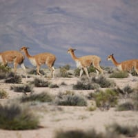 Excursión Parque Nacional Lauca thumbnail 6