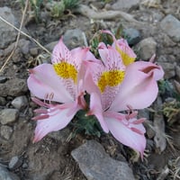 Caminatas Autoguiadas en San Esteban-La Canabina  thumbnail 8