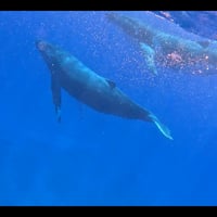Costa de Hanga Roa – “Secretos de la Bahía Larga” thumbnail 8
