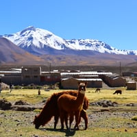 Parque Nacional Volcán Isluga  thumbnail 1
