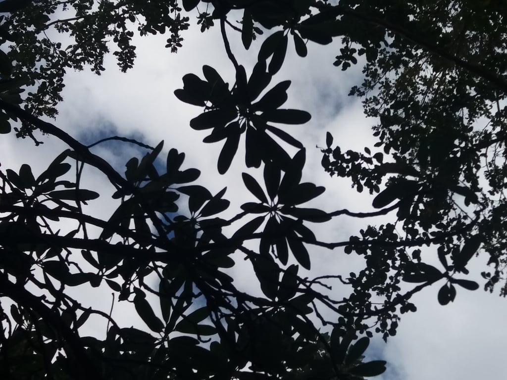 Trekking a un Bosque de Canelos en San Esteban - Image 1
