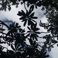 Trekking a un Bosque de Canelos en San Esteban thumbnail 1